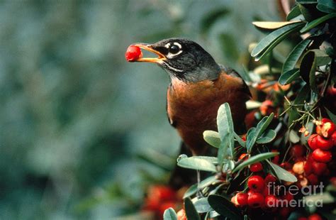 Robin Eating Pyracantha Berries Photograph by Ron Sanford - Fine Art America