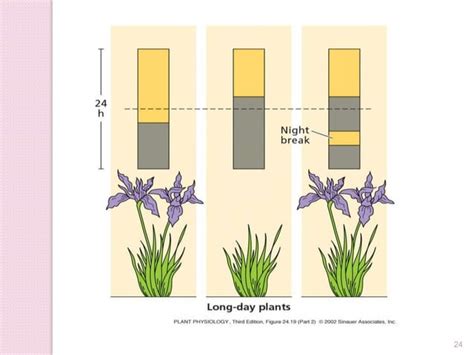 Physiology of flowering, photoperiodism