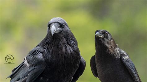 American Crow vs Common Raven - A Tale of two corvids