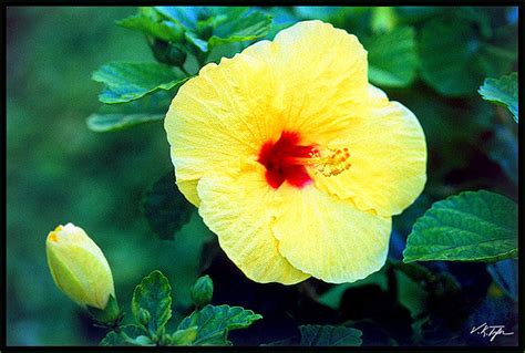 Yellow Hibiscus Hawaii – Hawaiipictures.com