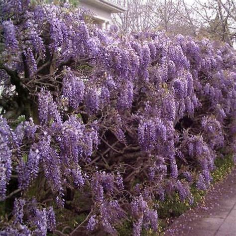 Wisteria vine 6 colors and varieties 10 50 250 or 1000 seeds | Etsy