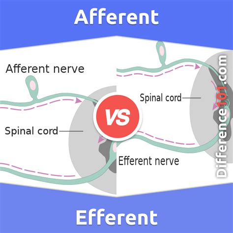 Afferent vs. Efferent: 6 Key Differences, Pros & Cons, Similarities | Difference 101