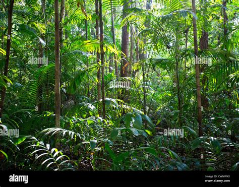 Palms and lush vegetation in tropical monsoon forest, Fogg Dam Conservation Area, Northern ...