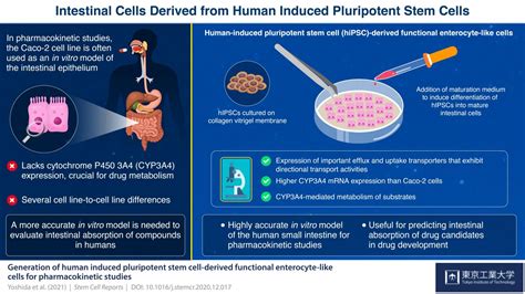 Today's stem cell special: Small intestine on | EurekAlert!