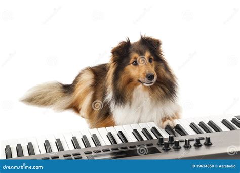 Dog playing the piano stock photo. Image of instrument - 39634850