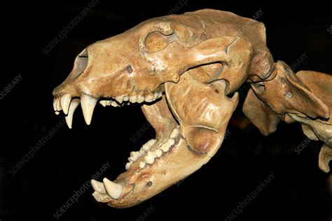 Fossil skull of a Cave Bear - Stock Image - E445/0277 - Science Photo ...