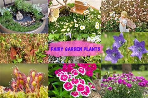 40 Fairy Garden Plants: A Comprehensive Miniature Guide