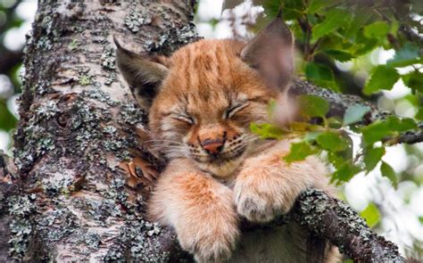 White Wolf : Cat Nap! Adorable Baby Lynx Takes A Nap – Halfway Up A Tree