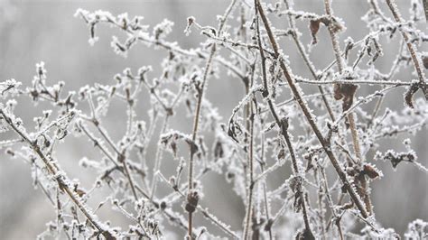 Stalks Frost Winter - Free photo on Pixabay - Pixabay