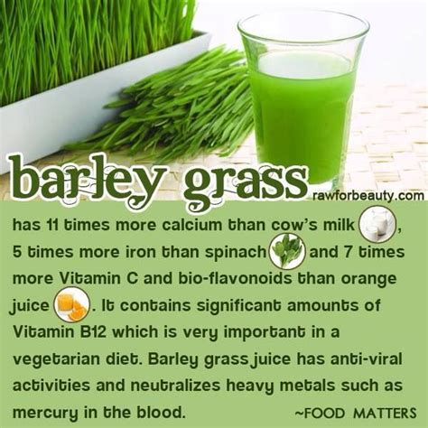 Benefits of barley grass | Barley benefits, Barley grass, Broccoli nutrition