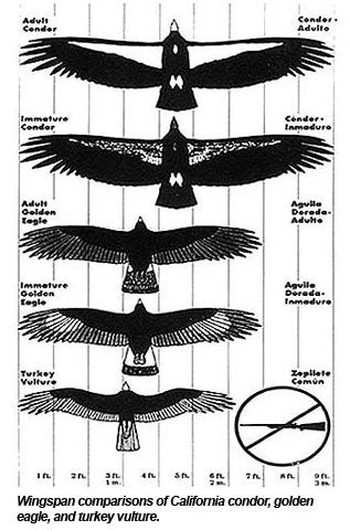 Largest Bird Wingspan