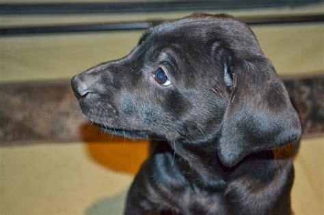 Puppies, Doberman Labrador mix babies, looking for their forever homes! - Doberman Rescue ...