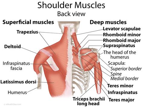 Shoulder Muscles Anatomy, Actions, Diagram | eHealthStar