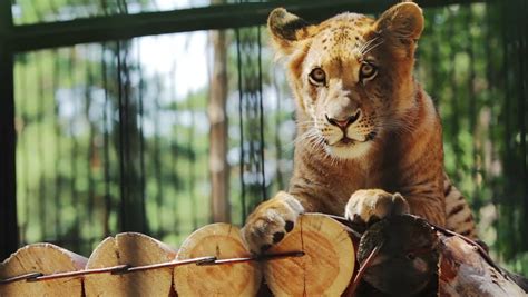 Portrait Of Cute Baby Liger Resting At The Zoo In The Afternoon Stock Footage Video 6901456 ...