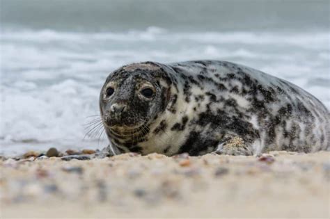 Gray Seal – North American Nature