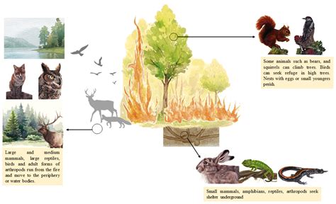 Impact of Wildfires on Ecosystems and Wildlife | Encyclopedia MDPI