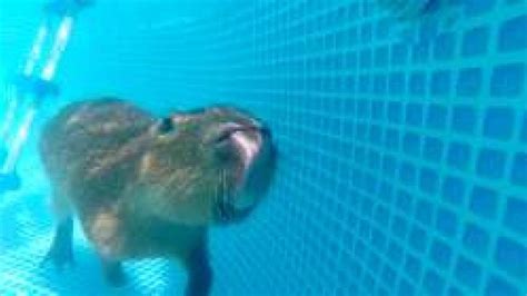 Capybara Swimming Pool