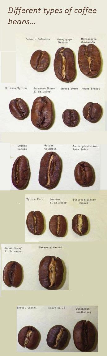 What are the different types of coffee beans | Coffee beans, Buy coffee ...