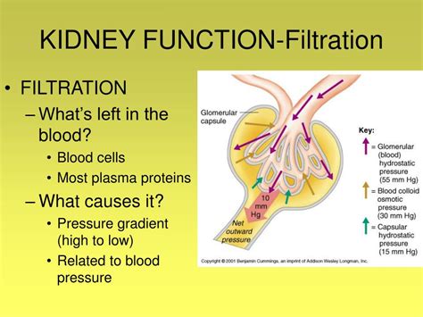 Kidney Filtration Diagram