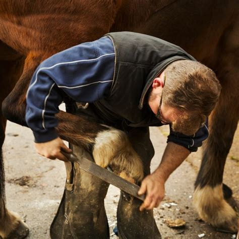 Guide to Becoming a Farrier: Skills, Schools, & More