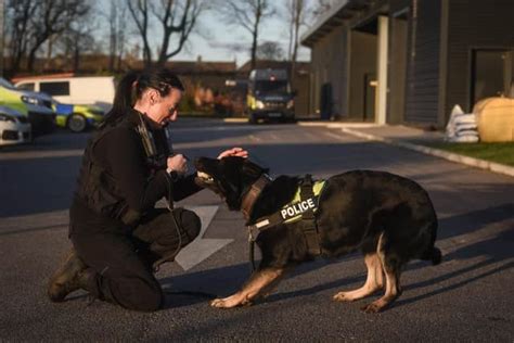 I loved seeing the Lancashire Police Dog Unit canines in action - but I ...