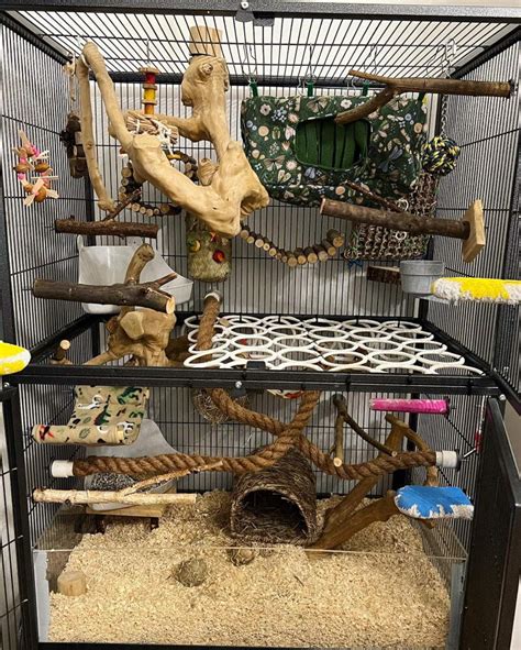 Rat Cage Setup Ideas & Tips [+ Photos] | Keep Your Rats Active