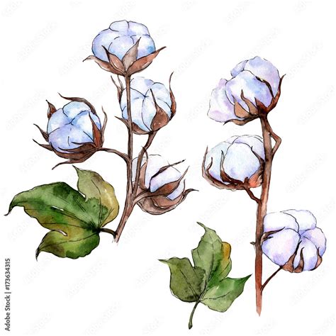 Wildflower cotton flower in a watercolor style isolated. Full name of ...