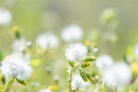 Common Groundsel - Minneopa Orchards