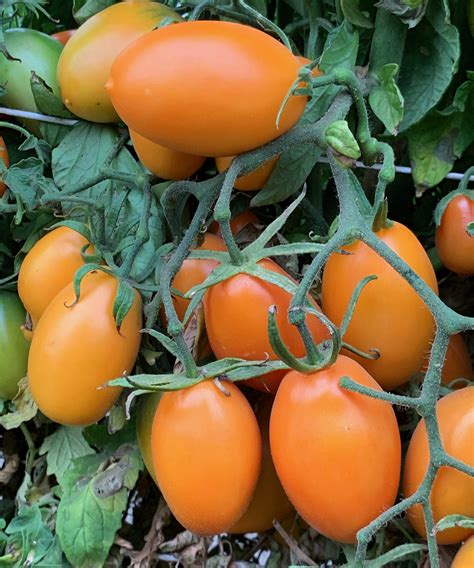 Orange Roma Tomato Seeds - Tim's Tomatoes