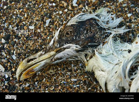 Decaying body of a dead seagull on a beach in Scotland Stock Photo - Alamy