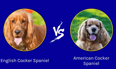 English Cocker Spaniel vs American Cocker Spaniel: What Are The Differences? - A-Z Animals