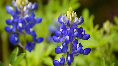 Four Flowers to Plant in the Cold Season for a Spectacular Spring Bloom: Lawn Care Frisco, TX ...