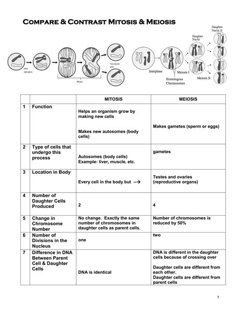 Mitosis vs meiosis worksheet - jerykwik