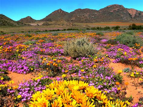 Namaqualand, Northern Cape | Photos paysage, Paysage, Fleurs