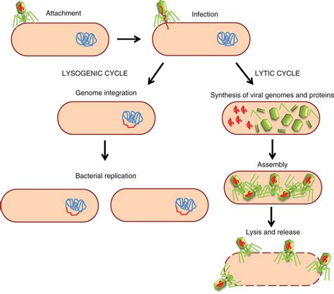 Lysogenic Cycle Labeled