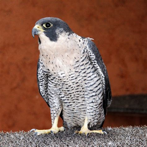 Injured peregrine falcon | Jonathan Lidbeck | Flickr