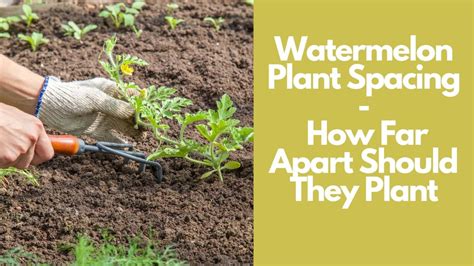 Watermelon Plant Spacing: How Far Apart Should They Plant