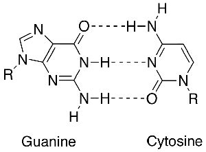 Guanine: Structure & Definition | Study.com