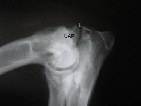 Elbow Dysplasia - Causes, Symptoms and Treatment | Dogspot.in