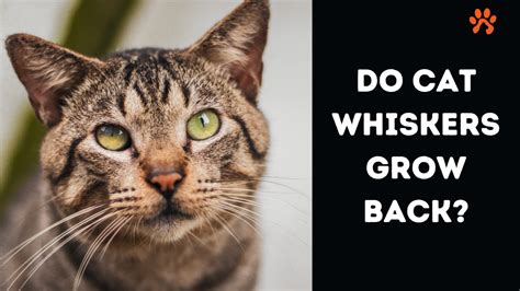 Do Cat Whiskers Grow Back? Learn The Truth About Feline Whisker ...