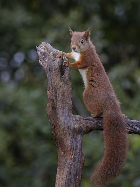 #squirrel climbing tree by Tomas Andersson #animals Comedy Wildlife Photography, Photography ...