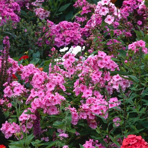 Phlox- Paniculata Mix seeds | The Seed Collection