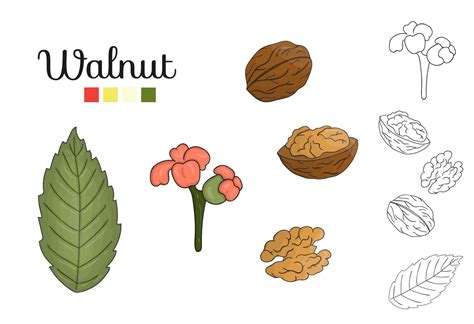 Vector set of walnut tree elements isolated on white background. Botanical illustration of ...