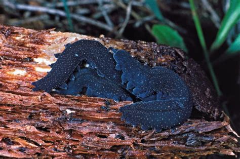 The velvet worm - the strangest worm on the planet | Wet Tropics Management Authority