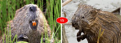 Beaver vs Otter vs Muskrat fight comparison- who will win?