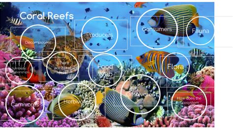 Coral Reef Ecosystem by CAMRYN WONG on Prezi