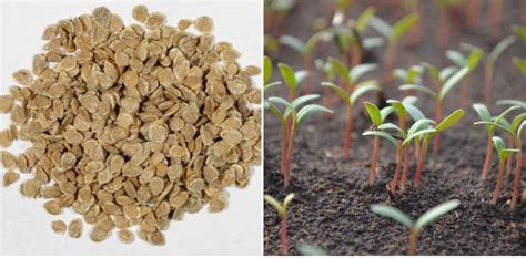 Tomato Seed Germination, Time Period, and Procedure | Agri Farming