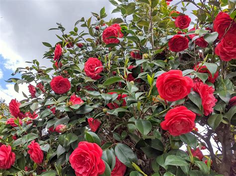 Camellia Japonica (Common Camellia) | Sage's Acre