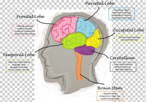 Lóbulos del cerebro función del cerebro humano lóbulo frontal, función del cerebro, anatomía ...