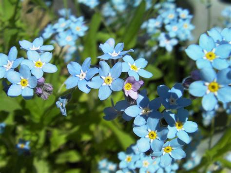 Myosotis Forget-Me-Not Flower - Free photo on Pixabay